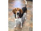 Ronnie Treeing Walker Coonhound Young - Adoption, Rescue