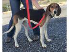 Maggie Treeing Walker Coonhound Young - Adoption, Rescue