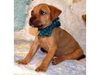 Cricket Black Mouth Cur Baby - Adoption, Rescue