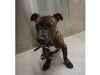 Brock Staffordshire Bull Terrier Young - Adoption, Rescue