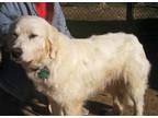 Lady Frost Great Pyrenees Adult - Adoption, Rescue