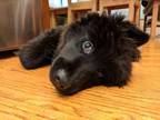 Bebe Newfoundland Dog Baby - Adoption, Rescue