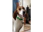 Lucy Treeing Walker Coonhound Adult - Adoption, Rescue