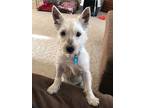 Henry Westie, West Highland White Terrier Adult Male
