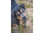 Prince Rottweiler Adult - Adoption, Rescue
