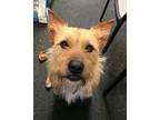Valentino Irish Terrier Young - Adoption, Rescue
