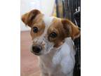 Freckles Jack Russell Terrier Adult Female