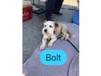 Bolt Schnauzer Young - Adoption, Rescue