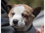 Puppy Copper Siberian Husky Baby - Adoption, Rescue