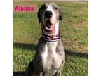 Alanna Great Dane Young - Adoption, Rescue