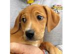 Dee Beagle Baby - Adoption, Rescue