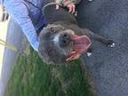 Ace Pit Bull Terrier Adult - Adoption, Rescue