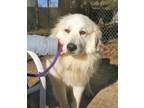 Cisco Great Pyrenees Adult - Adoption, Rescue