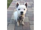 Wiley West Highland White Terrier Westie Adult - Adoption, Rescue