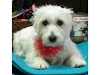 Mackenzie West Highland White Terrier Westie Young - Adoption, Rescue