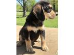 Tonnie Labrador Retriever Baby - Adoption, Rescue