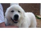 Essex Great Pyrenees Adult - Adoption, Rescue