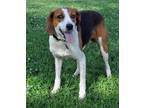 BRISTOL Treeing Walker Coonhound Adult - Adoption, Rescue