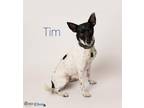 Tim Rat Terrier Adult - Adoption, Rescue