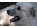 Tyler Great Pyrenees Young - Adoption, Rescue