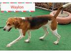 Waylon Foxhound Adult - Adoption, Rescue