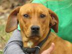 Foxy Lady Redbone Coonhound Young - Adoption, Rescue
