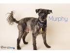 Murphy Poodle Senior - Adoption, Rescue