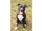 Josie - big lap dog! Pit Bull Terrier Young Female