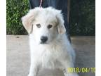 Lacey Great Pyrenees Baby - Adoption, Rescue