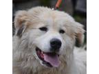 Marley Great Pyrenees Young - Adoption, Rescue