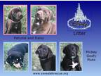Disney Litter Labrador Retriever Baby - Adoption, Rescue