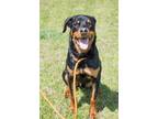 Satchell Rottweiler Young - Adoption, Rescue