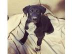 Bon Jovi Labrador Retriever Puppy Male