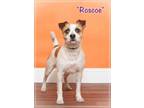 Roscoe Jack Russell Terrier Young - Adoption, Rescue