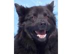 Hilo Chow Chow Adult - Adoption, Rescue