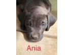 Ania Pit Bull Terrier Baby - Adoption, Rescue
