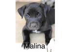 Malina Pit Bull Terrier Baby - Adoption, Rescue