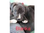 Blanka Pit Bull Terrier Baby - Adoption, Rescue