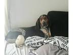 Jethro Bluetick Coonhound Young - Adoption, Rescue