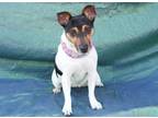 Rosie Jack Russell Terrier (Parson) Adult - Adoption, Rescue