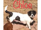 CHLOE Pug Young - Adoption, Rescue