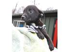 Gene Rat Terrier Baby - Adoption, Rescue