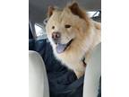 Simba Chow Chow Young - Adoption, Rescue