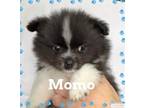 Momo Pomeranian Baby - Adoption, Rescue