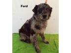 Ford Australian Shepherd Adult - Adoption, Rescue