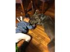 Loyal (Courtesy Post) American Staffordshire Terrier Adult - Adoption, Rescue