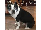 Tank Boston Terrier Adult - Adoption, Rescue