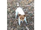Bungee in Sherman, TX Jack Russell Terrier Puppy Male