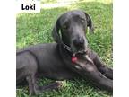 Loki Great Dane Young - Adoption, Rescue