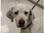 Scooby German Shorthaired Pointer Adult - Adoption, Rescue